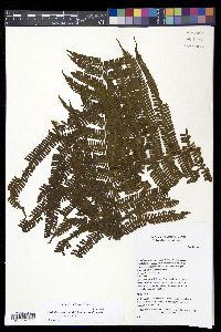 Thelypteris decussata image