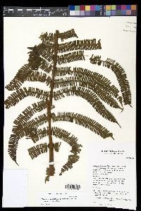 Thelypteris decussata image