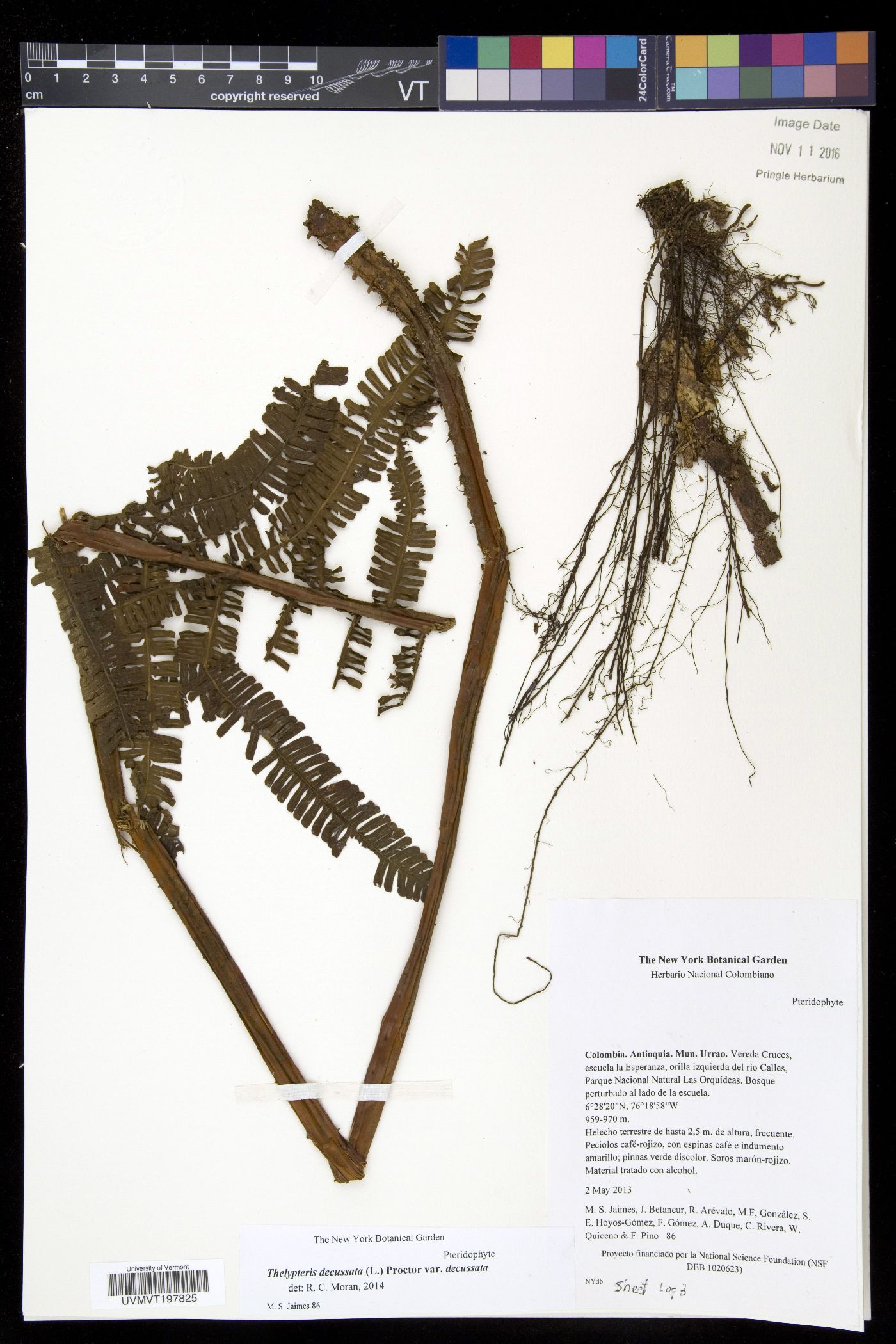 Thelypteris decussata image