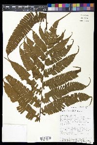 Thelypteris decussata image