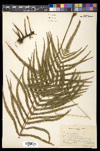 Thelypteris augescens image