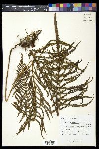 Thelypteris augescens image