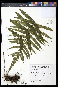 Christella hispidula image