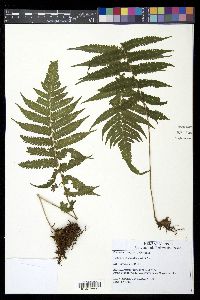 Christella hispidula image