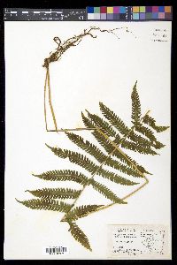 Christella hispidula image