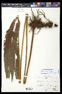 Thelypteris grandis image