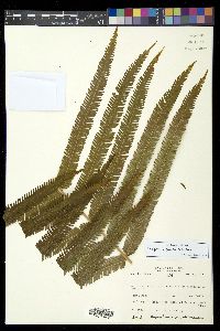 Thelypteris grandis image