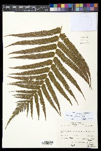 Thelypteris grandis image