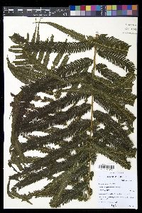 Thelypteris grandis image