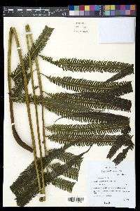 Thelypteris grandis image