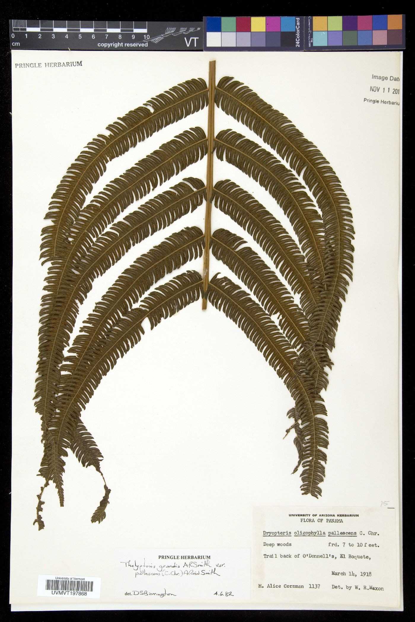 Pelazoneuron abruptum image