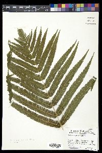 Thelypteris grandis image