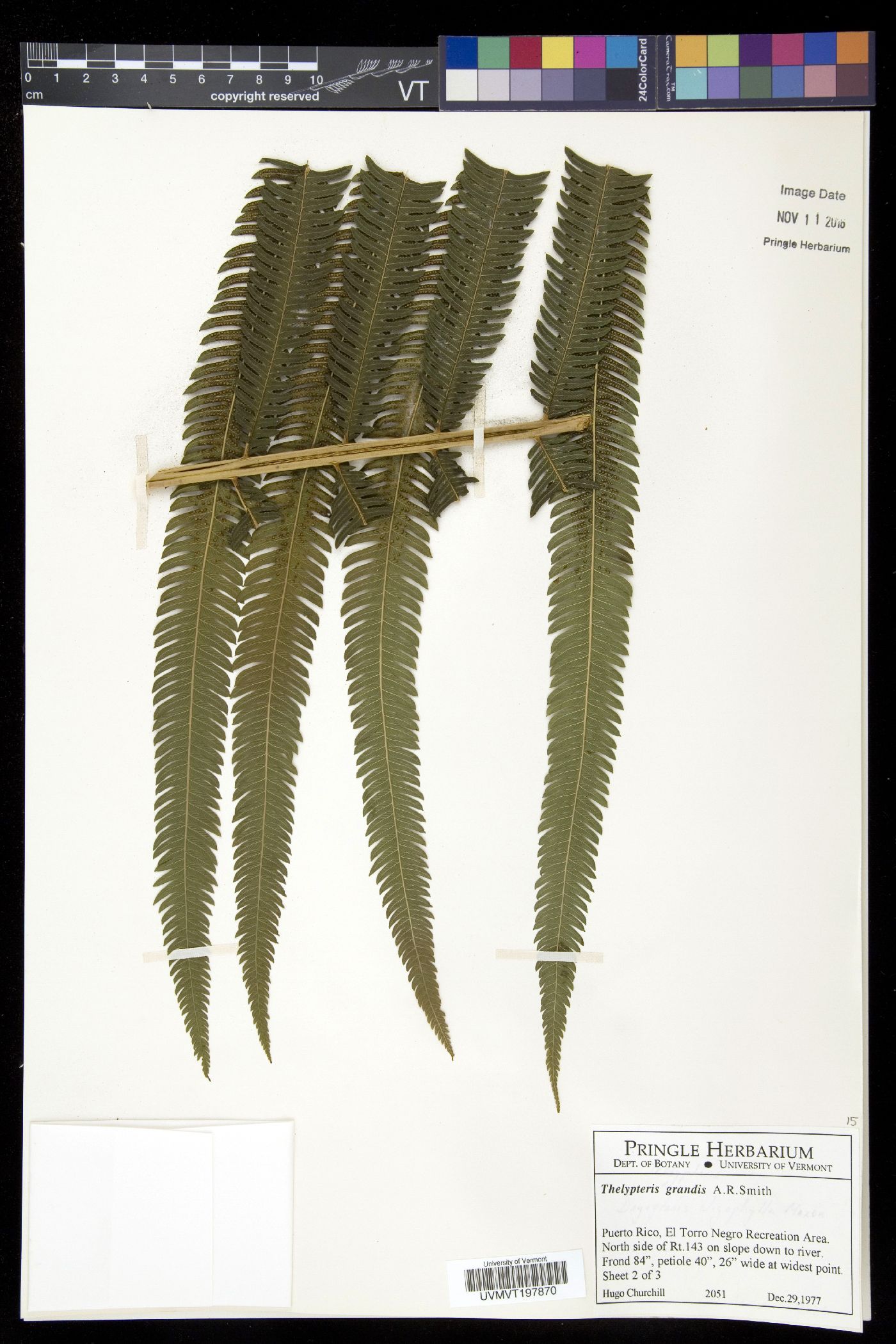 Thelypteris grandis image