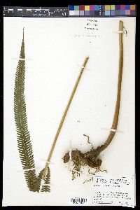 Thelypteris grandis image