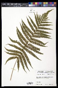 Christella patens image