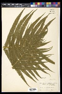 Christella patens image
