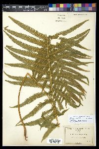 Thelypteris puberula image