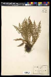 Woodsia mollis image