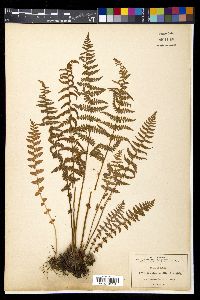 Woodsia mollis image