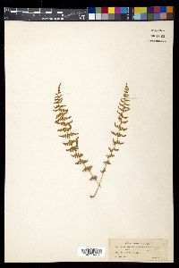 Woodsia mexicana image