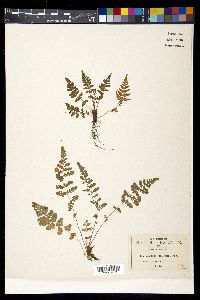 Woodsia mexicana image