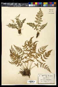 Woodsia mexicana image