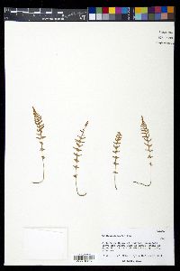 Woodsia mexicana image