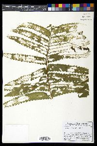 Onocleopsis hintonii image