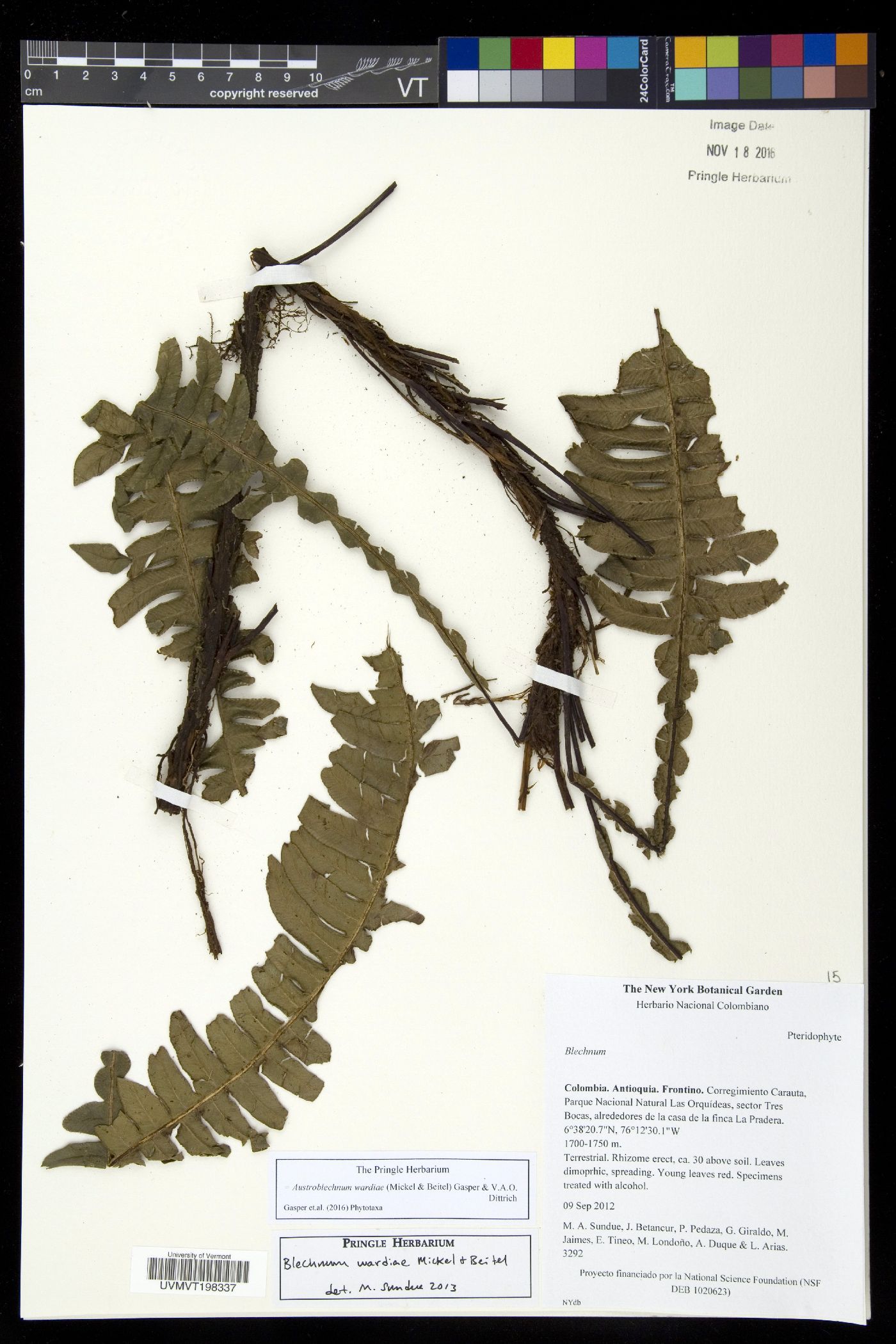 Austroblechnum wardiae image