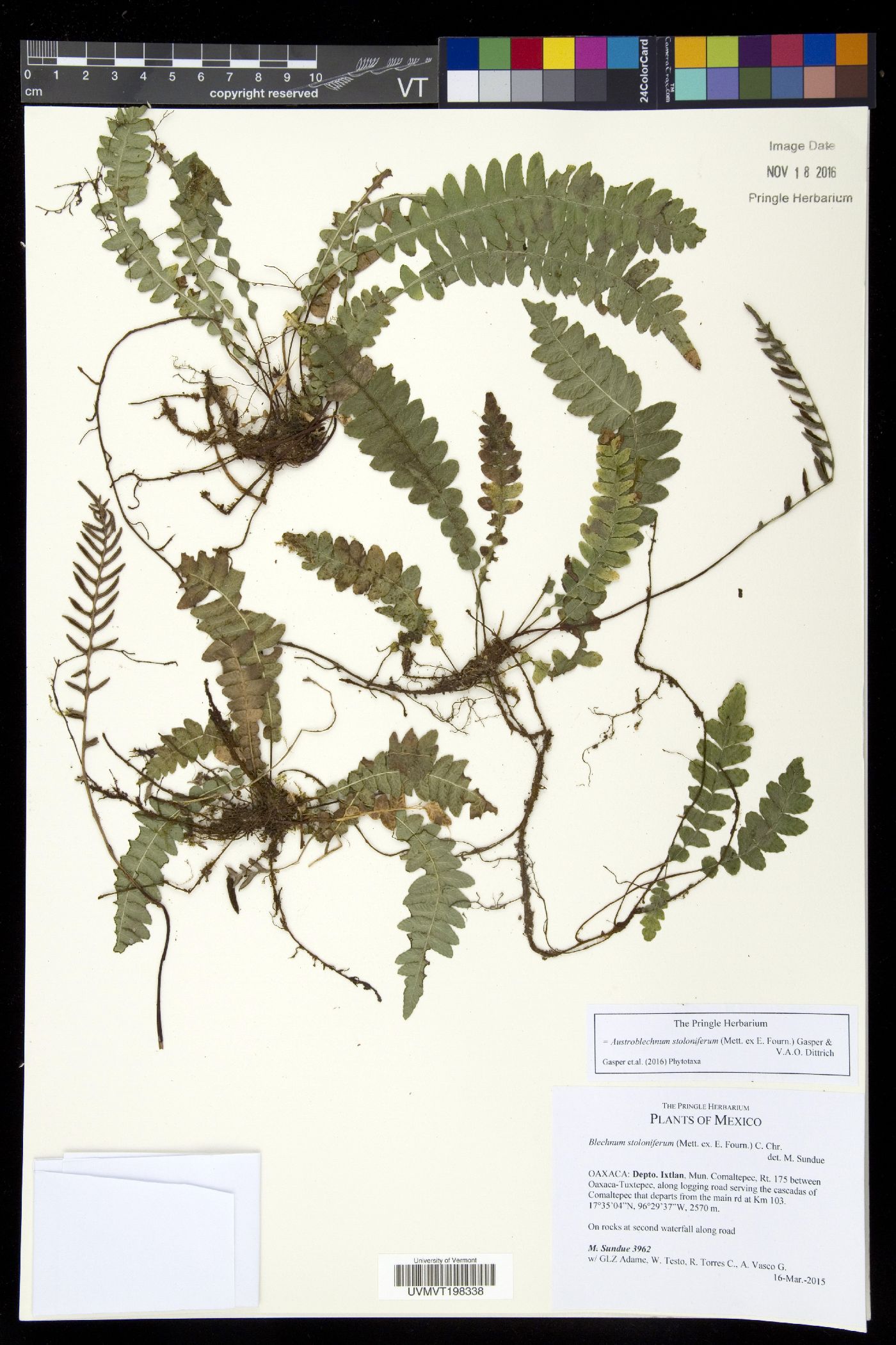 Austroblechnum stoloniferum image