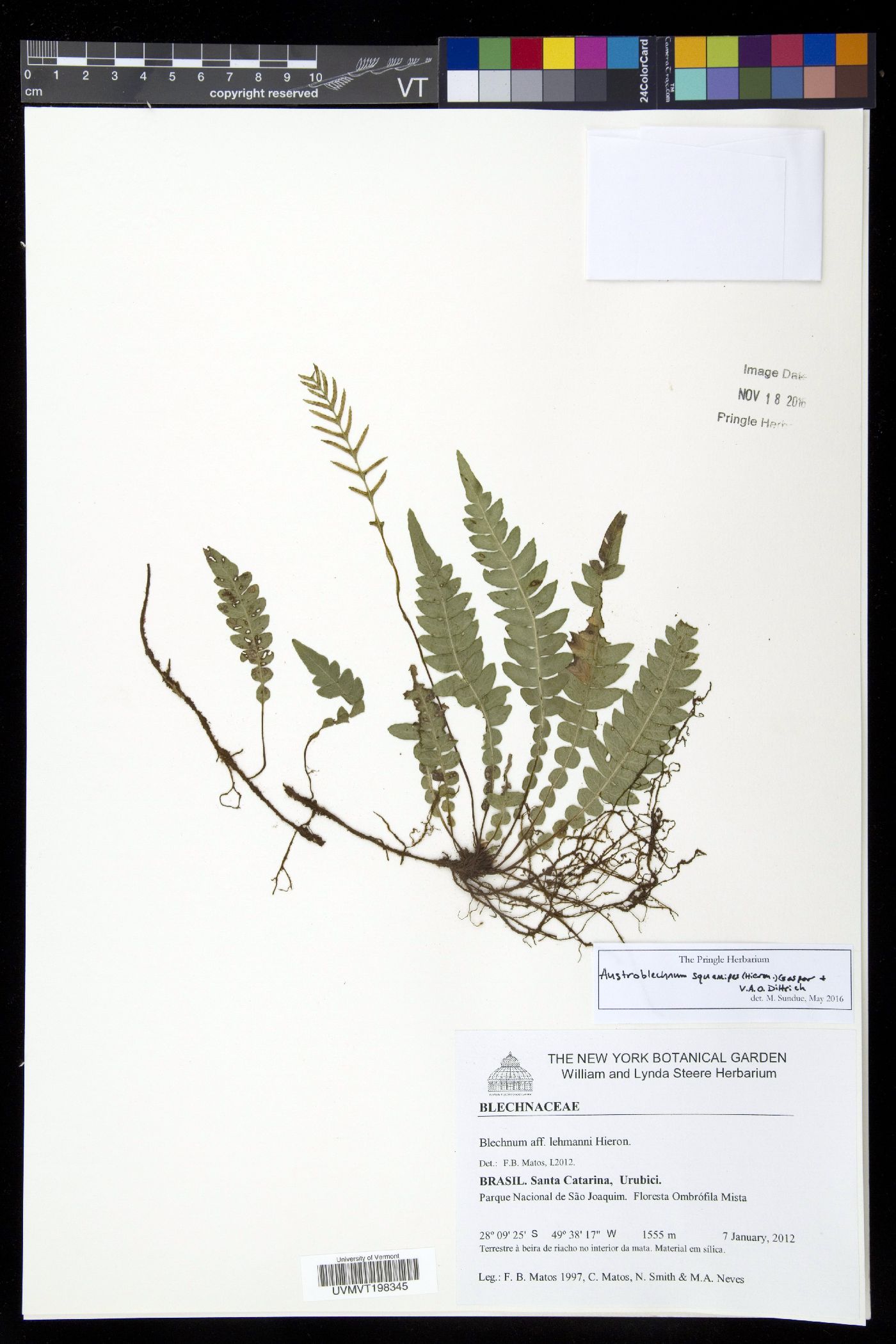 Austroblechnum squamipes image