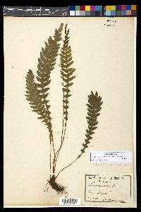 Austroblechnum penna-marina image