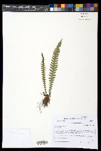 Blechnum asplenioides image