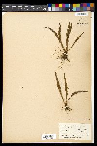 Blechnum asplenioides image