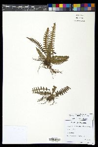 Blechnum asplenioides image