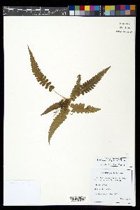 Blechnum asplenioides image