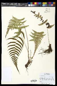 Blechnum occidentale image