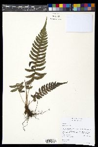 Blechnum occidentale image