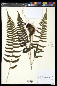 Blechnum occidentale image