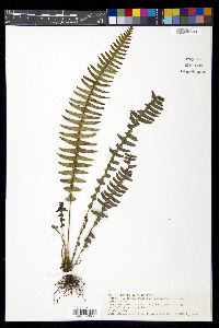 Blechnum polypodioides image