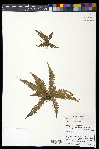 Blechnum polypodioides image
