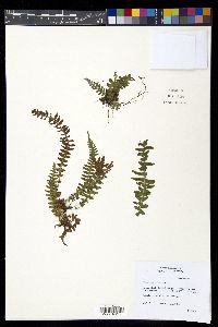 Blechnum polypodioides image