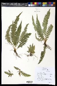 Blechnum polypodioides image