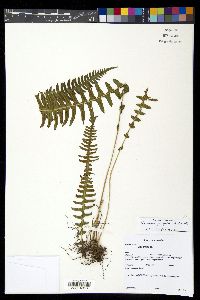 Blechnum polypodioides image