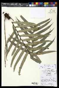Lomaridium ensiforme image