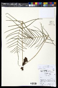 Lomaridium ensiforme image
