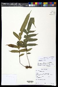 Lomaridium ensiforme image