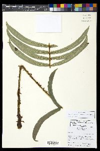 Parablechnum schiedeanum image
