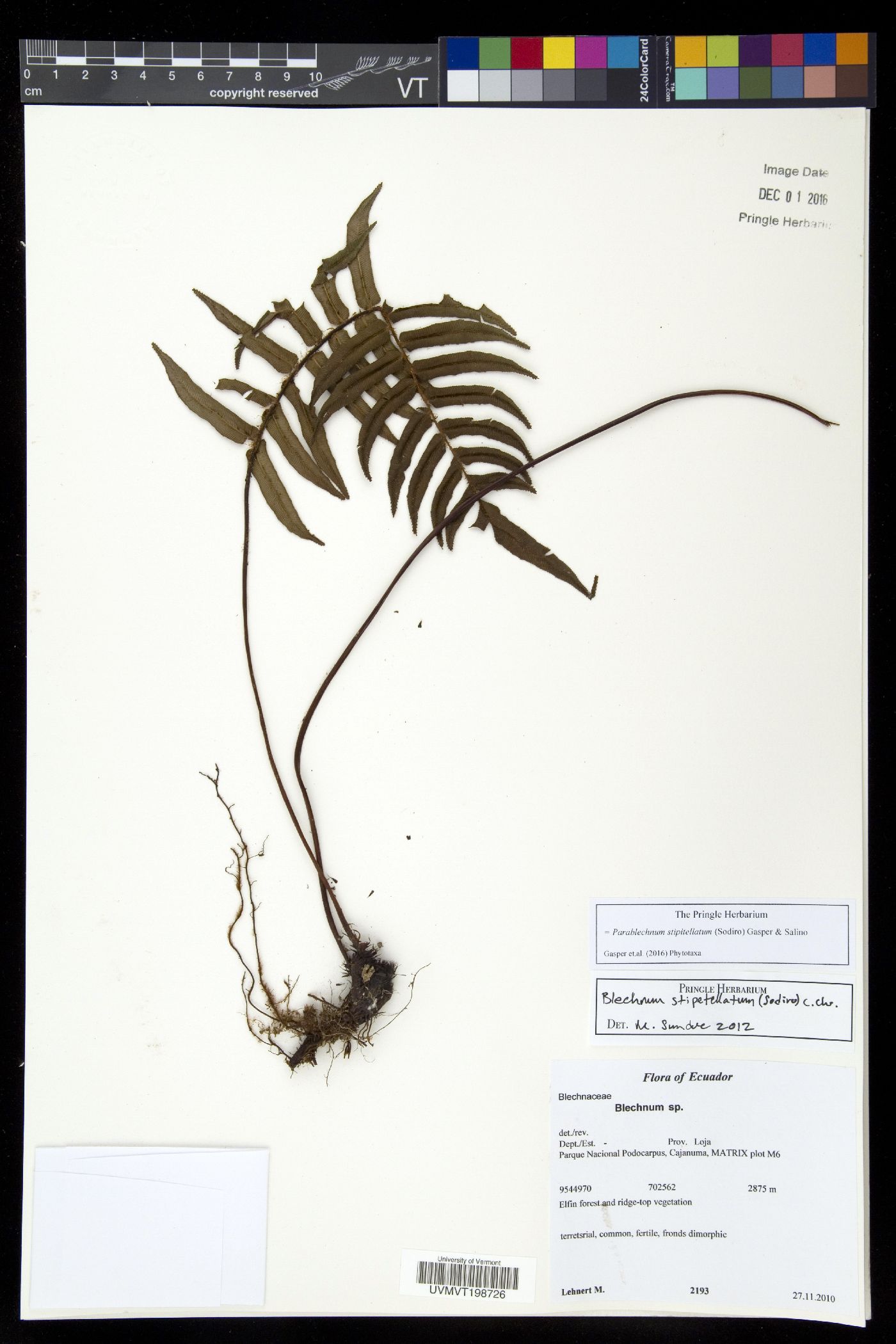 Parablechnum stipitellatum image