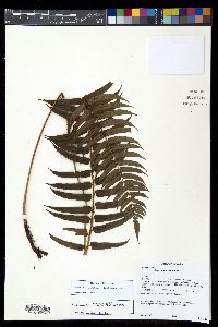 Parablechnum stipitellatum image
